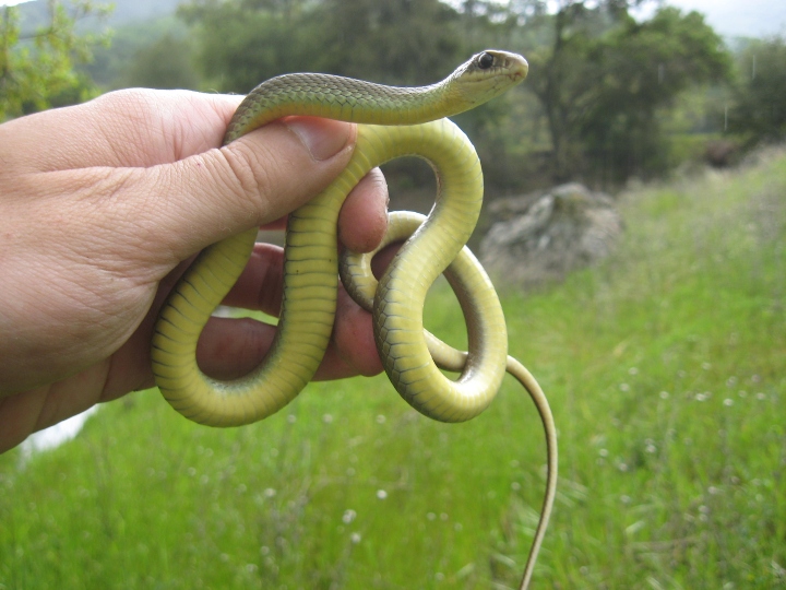 Yellowbelly Racer